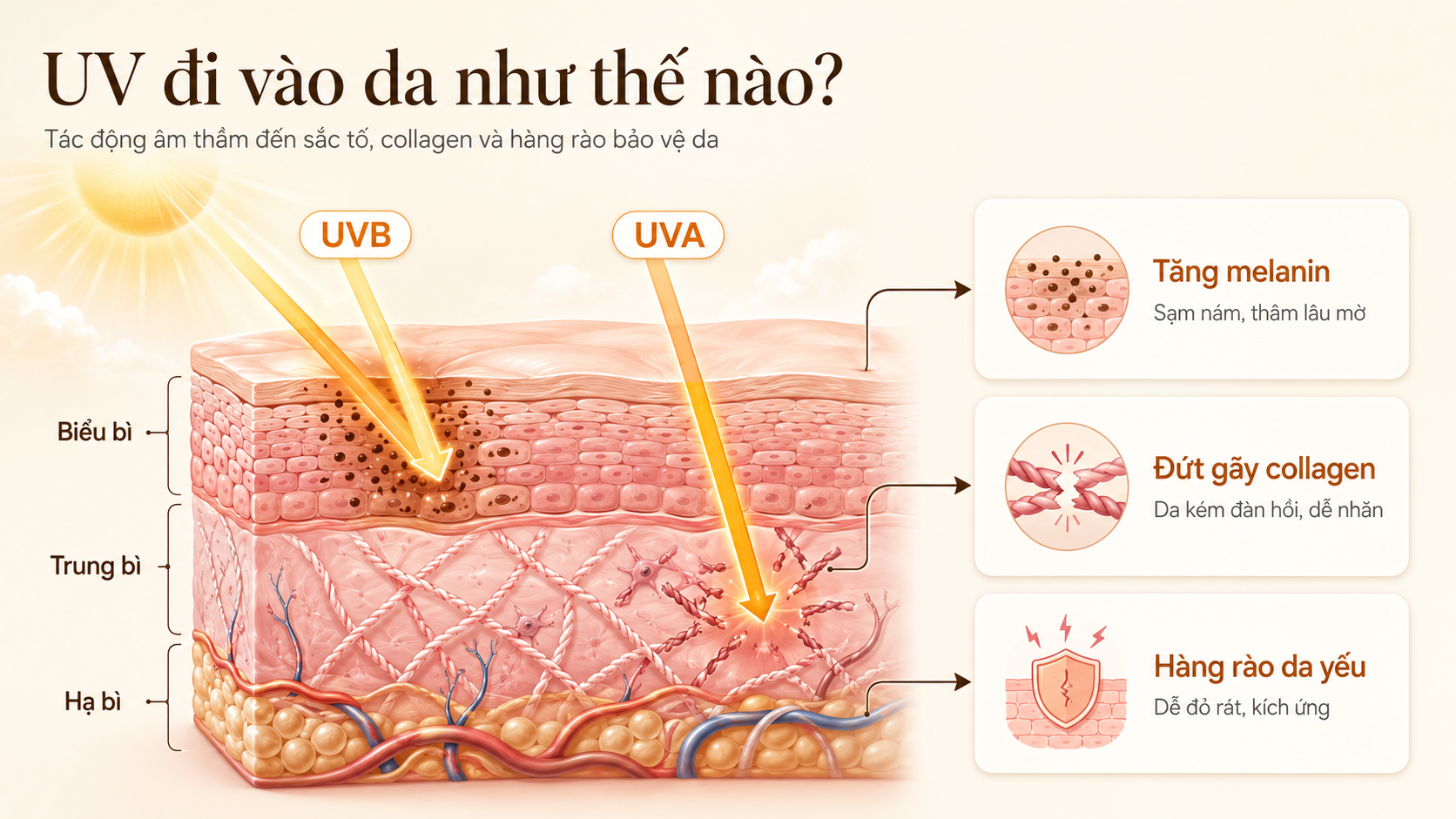 Minh họa cơ chế tia UV tác động bên trong da
